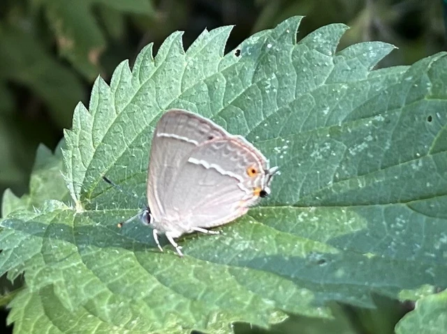 Neozephyrus quercus - tölgyfalepke