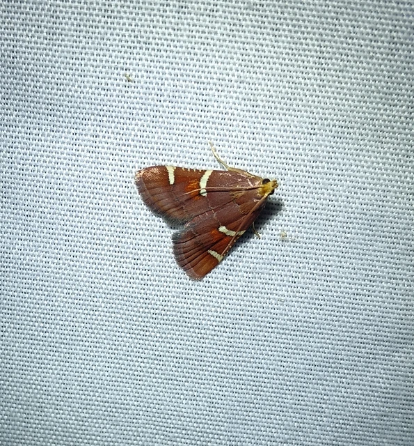 Pyralis regalis - pompás fényilonca