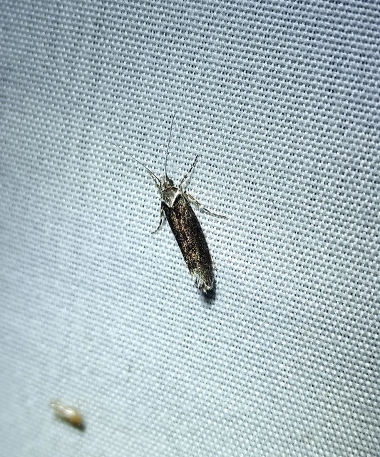 Ypsolopha sequella - ligeti tarkamoly