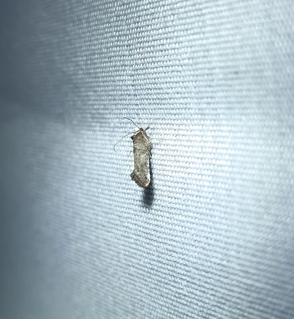 Paraswammerdamia albicapitella - kökényfonó tarkamoly