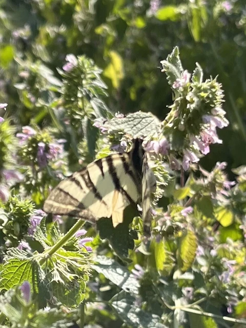 Iphiclides podalirius - kardoslepke
