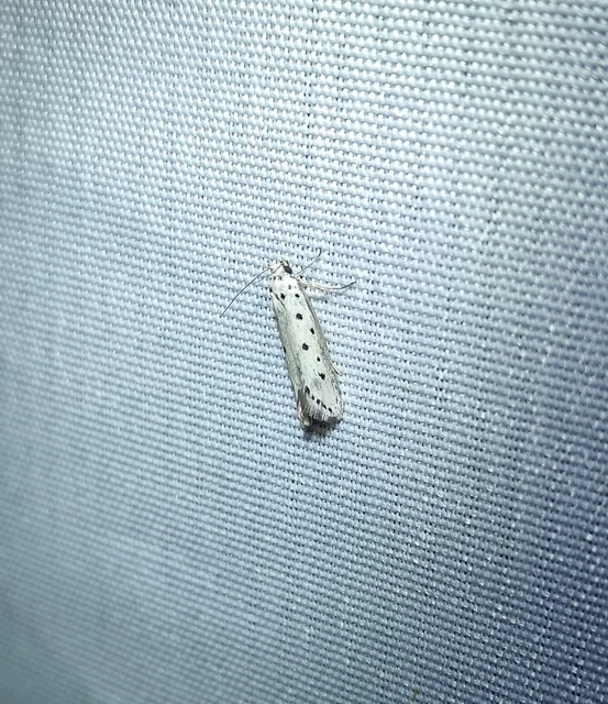 Ethmia terminella - hatpettyes feketemoly