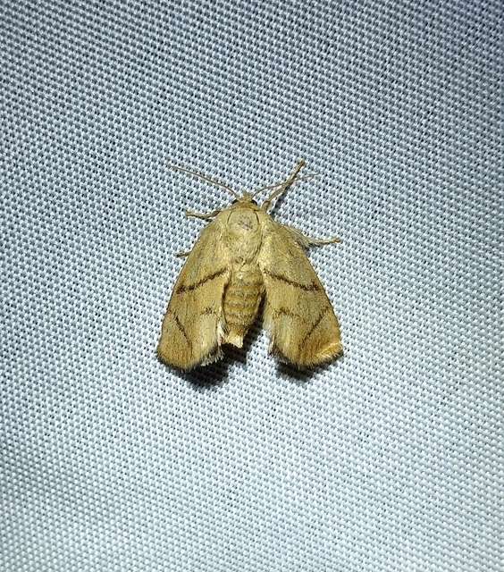 Apoda limacodes - kagylólepke