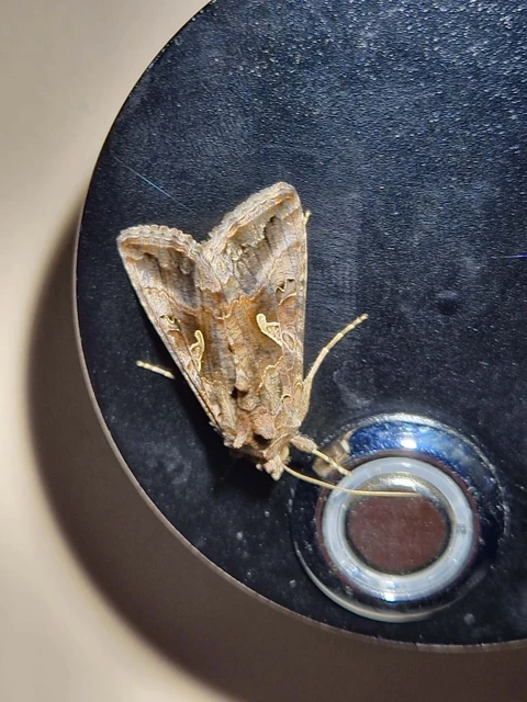 Autographa gamma - gammalepke