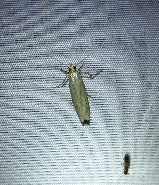 Selagia argyrella - ezüstös karcsúmoly