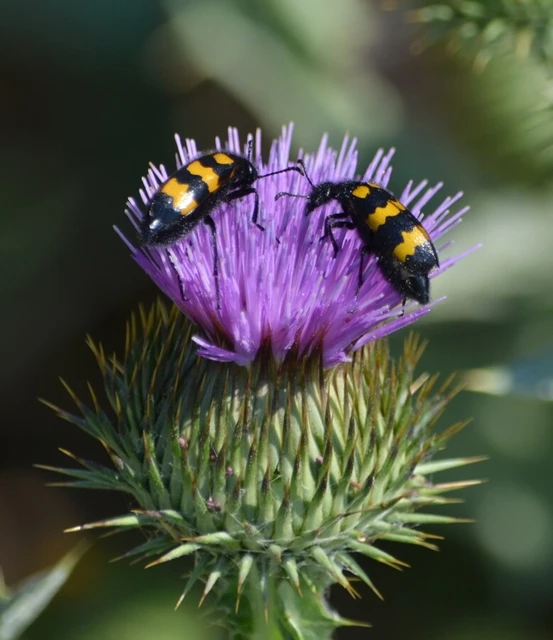 Mylabris variabilis - szalagos hólyaghúzó