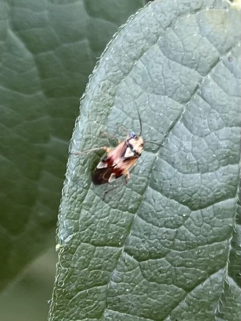 Lygus pratensis - változó mezeipoloska