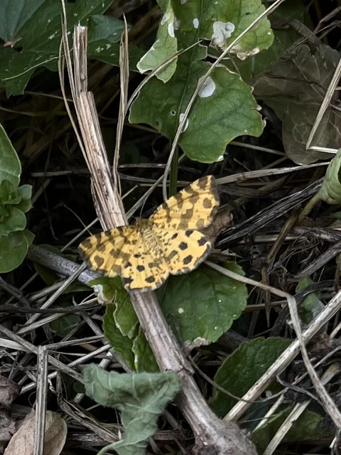 Pseudopanthera macularia - párducfoltos araszoló