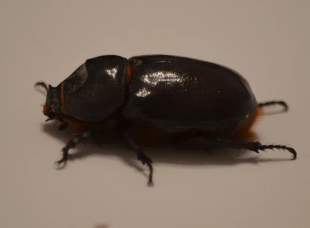 Oryctes nasicornis - orrszarvú bogár