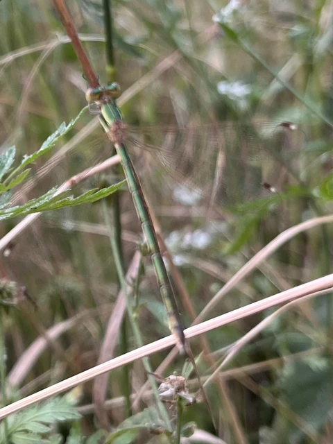Lestes barbarus - foltosszárnyjegyű rablószitakötő Lestes barbarus - foltosszárnyjegyű rablószitakötő