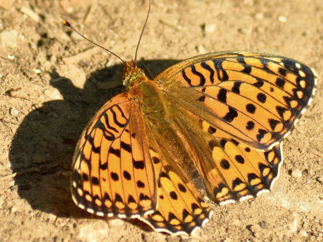 Argynnis aglaja - kerekfoltú gyöngyházlepke