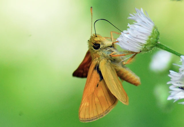 Ochlodes sylvanus - erdei busalepke