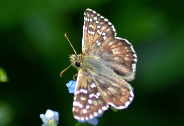 Pyrgus armoricanus - feles busalepke