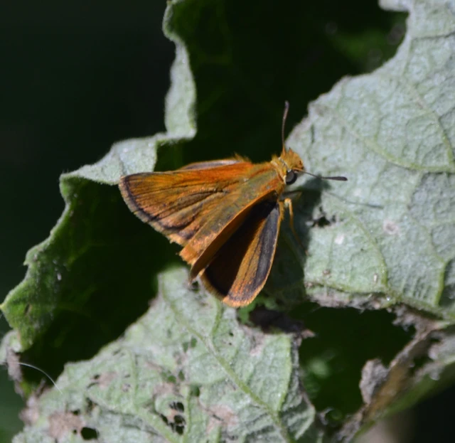 Thymelicus acteon - csíkos busalepke