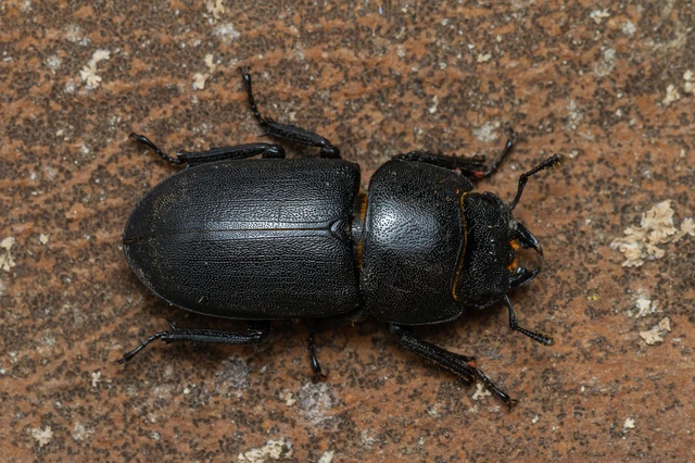 Dorcus parallelipipedus - kis szarvasbogár