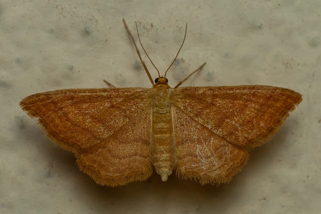 Idaea ochrata - okkerszínű sávosaraszoló