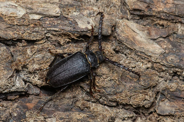 Prionus coriarius - csőszcincér