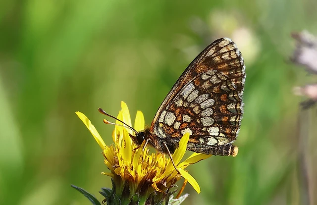 Melitaea