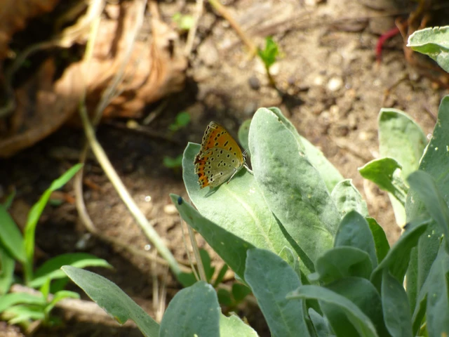 Lycaena thersamon - kis tűzlepke