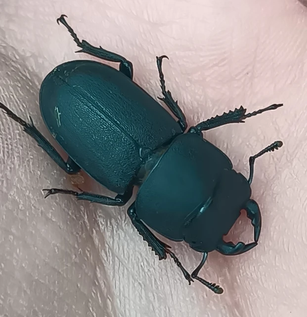 Dorcus parallelipipedus - kis szarvasbogár