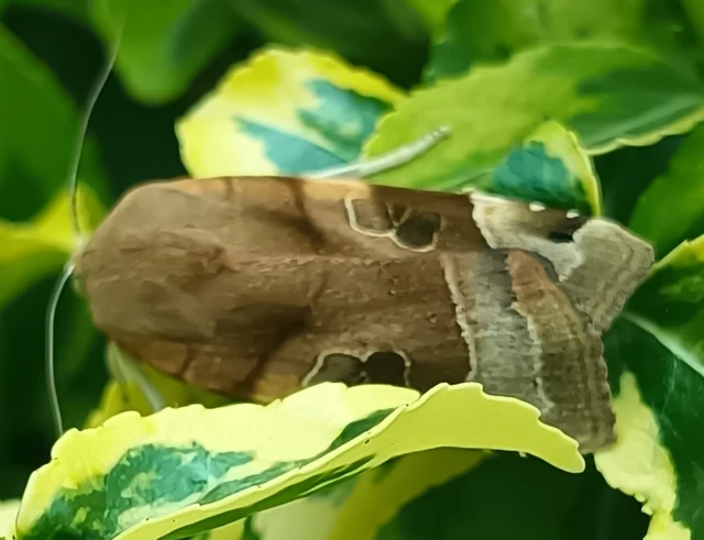 Noctua fimbriata - szélessávú sárgafűbagoly