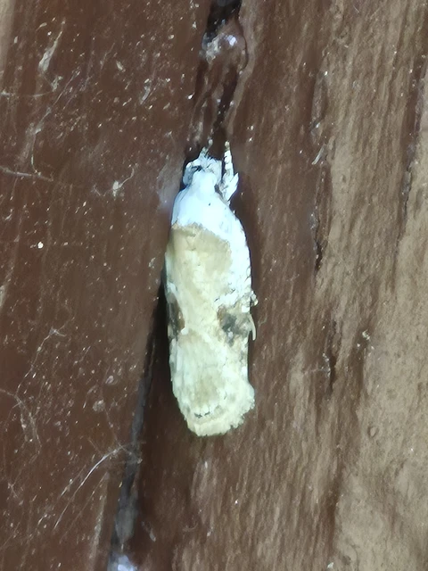 Agonopterix alstromeriana - bürök-laposmoly