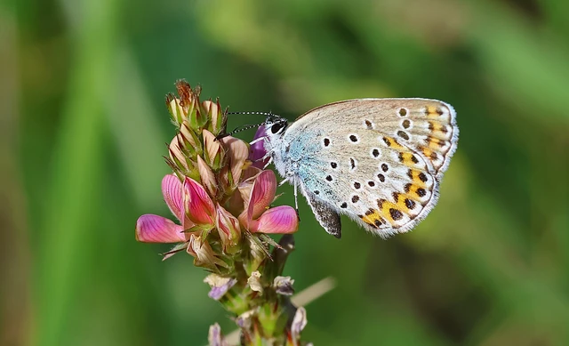 Plebejus argyrognomon - tintakék boglárka