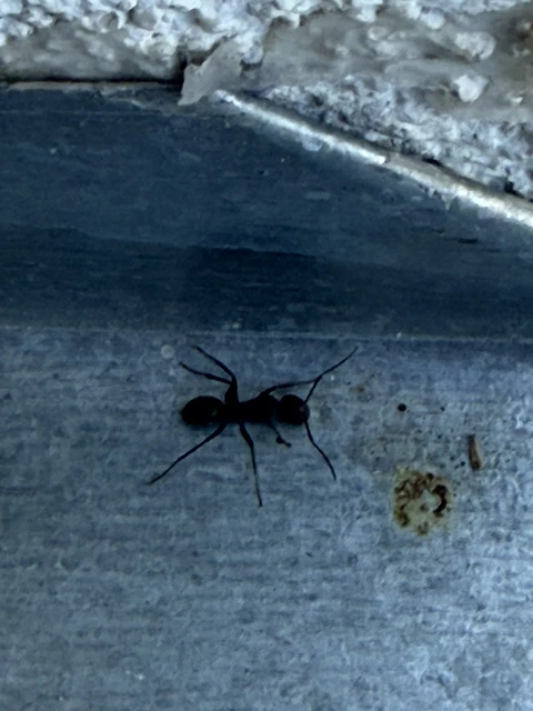 Camponotus
