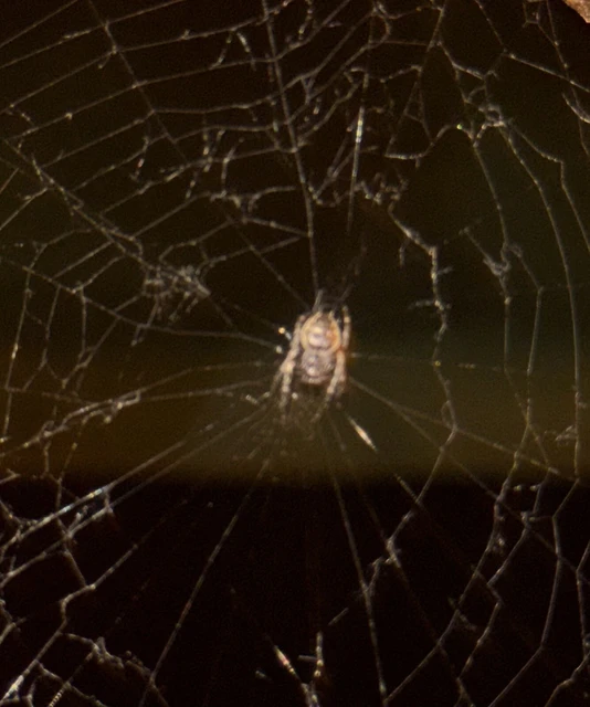 Araneae - Pókok