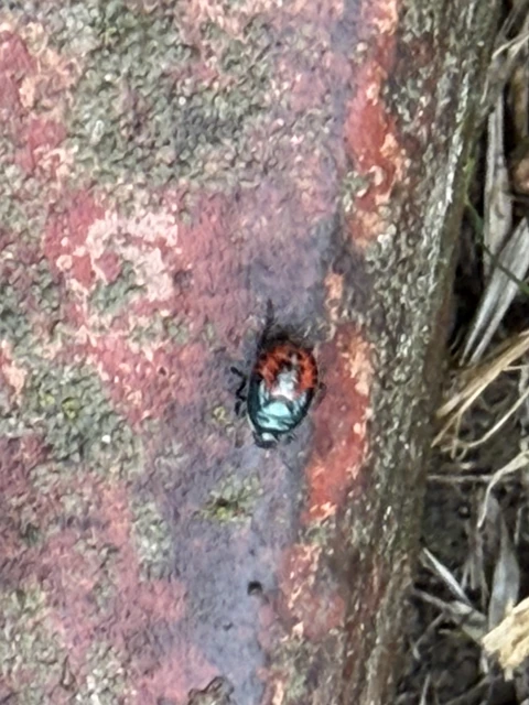 Pentatomidae - címerespoloskák Pentatomidae - címerespoloskák