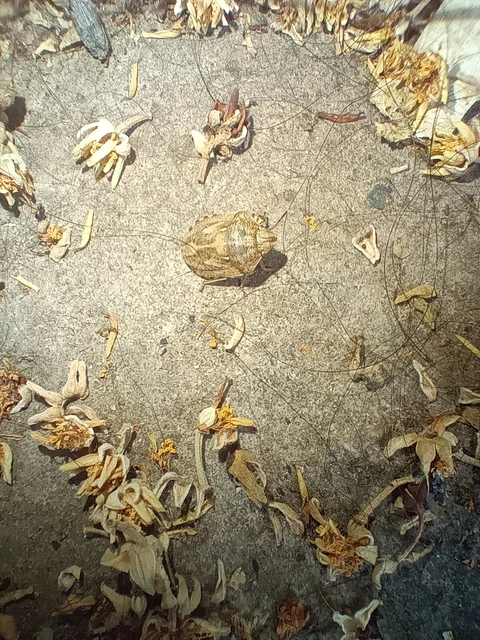 Eurygaster Eurygaster