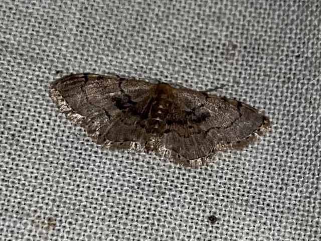Idaea laevigata - sötétfoltos apróaraszoló