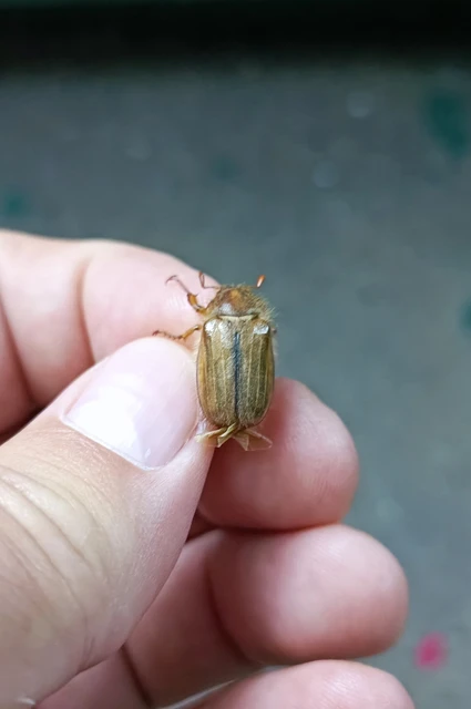 Amphimallon solstitiale - bordás sárgacserebogár
