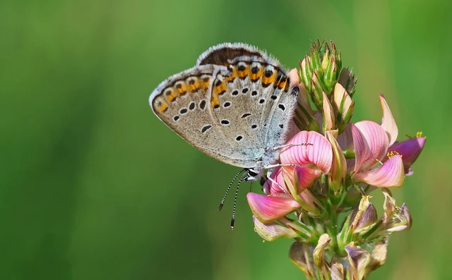 Plebejus argyrognomon - tintakék boglárka
