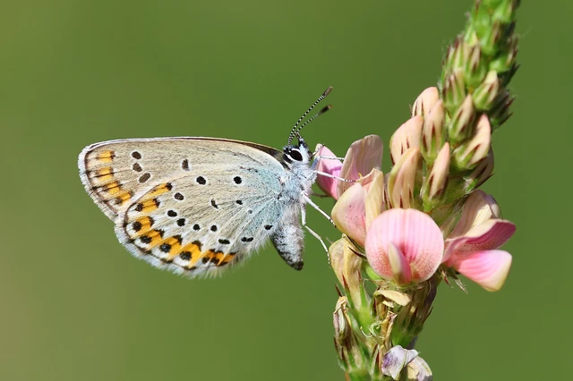 Plebejus argyrognomon - tintakék boglárka