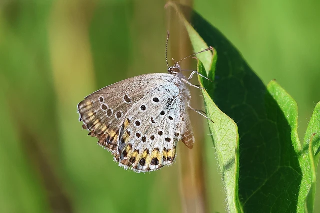 Plebejus argyrognomon - tintakék boglárka