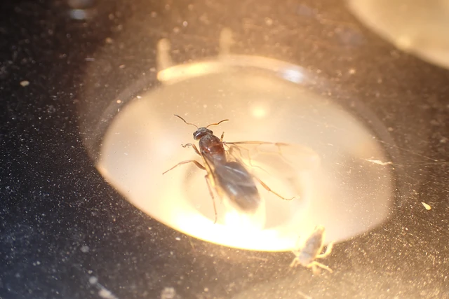 Lasius emarginatus - vöröstorú feketehangya