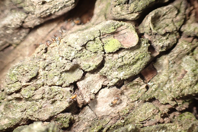Liometopum microcephalum - tölgyfahangya