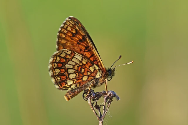 Melitaea britomartis - barnás tarkalepke