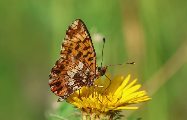Boloria dia - kis gyöngyházlepke