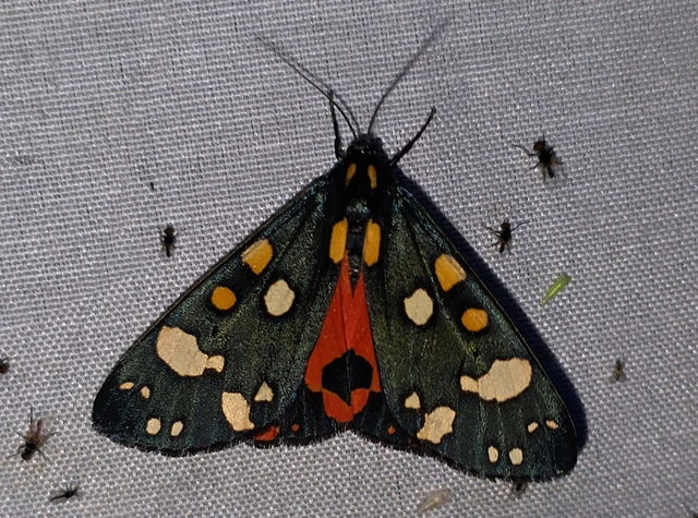 Callimorpha dominula - fémes medvelepke