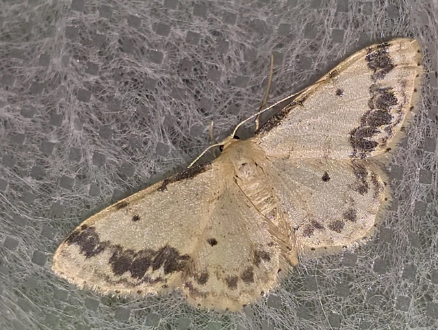 Idaea trigeminata - csúcsfoltos apróaraszoló