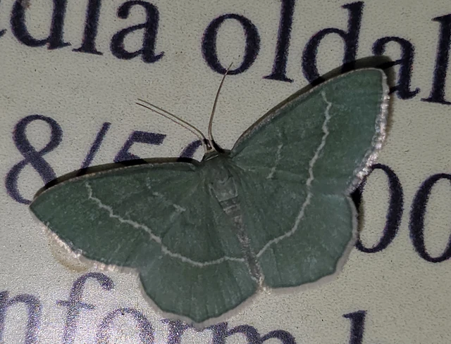 Chlorissa cloraria - sárgászöld araszoló