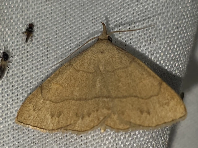 Paracolax tristalis - sárgás karcsúbagoly