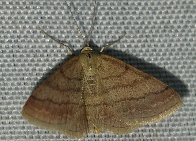 Scopula rubiginata - réti pirosaraszoló