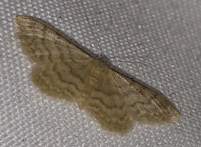 Idaea dilutaria - napvirág-apróaraszoló