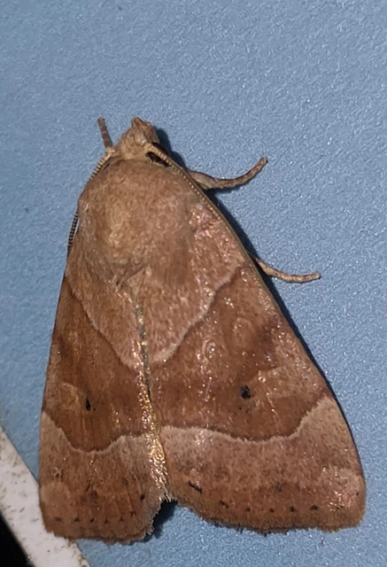 Cosmia trapezina - közönséges lombbagoly