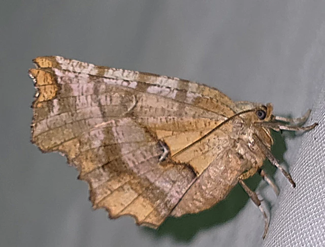 Selenia dentaria - kétfoltos holdasaraszoló
