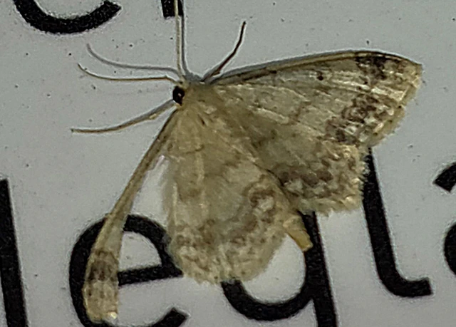 Idaea biselata - mocsári sávosaraszoló