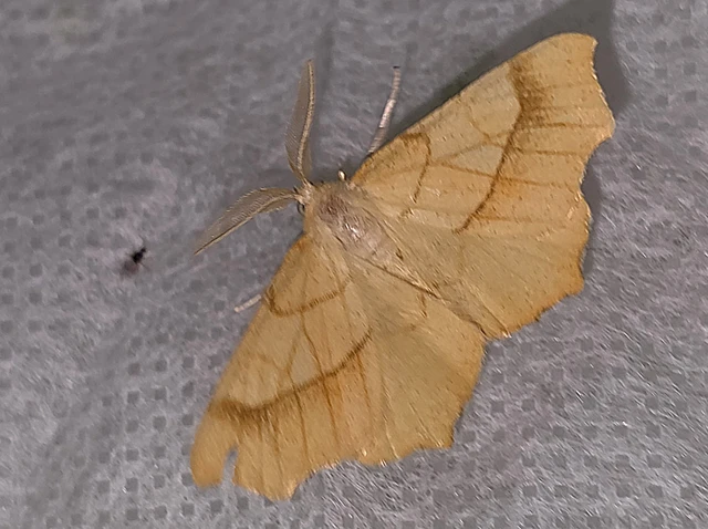 Ennomos quercinaria - tölgyfa-levélaraszoló